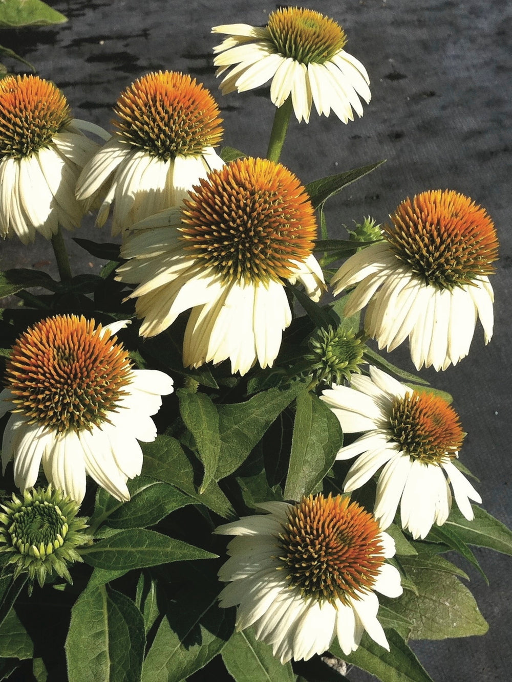 Echinacea x purpurea 'PowWow White' (Coneflower), white flowers