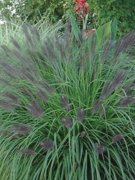 Black Flowering Fountain Grass (Pennisetum alopecuroides 'Moudry')