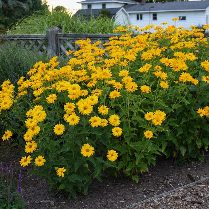 Heliopsis helianthoides 'Summer Sun' (False Sunflower)