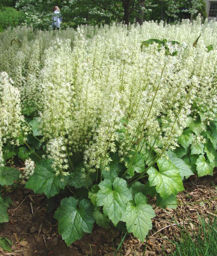 Tiarella cordifolia 'Brandywine' (Foam Flower)