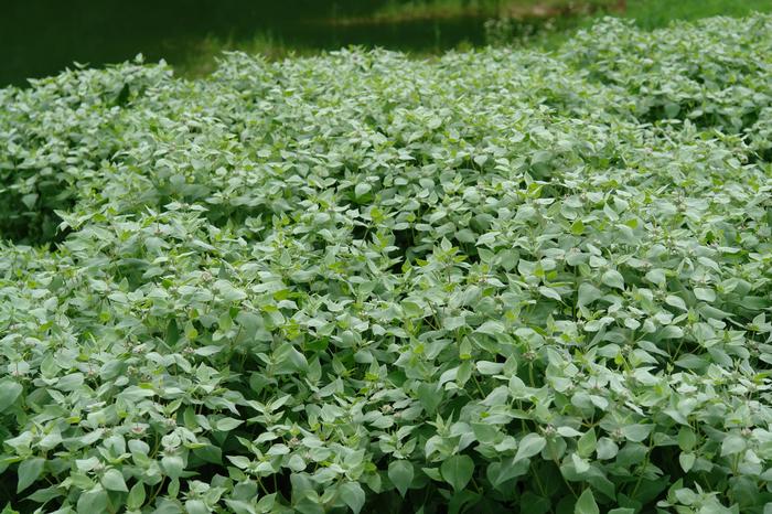 Clustered Mountainmint (Pycnanthemum muticum)