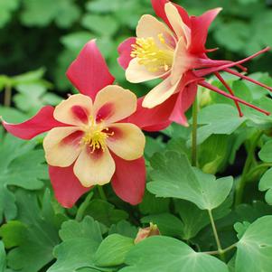 Aquilegia Earlybird™Red Yellow (Columbine) perennial, red and yellow flowers