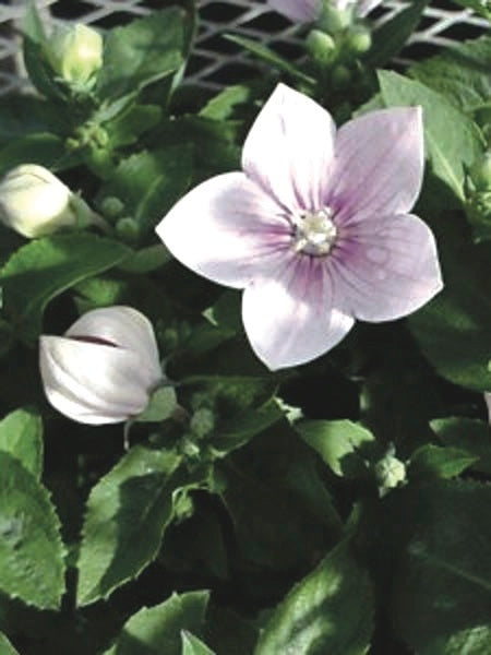 Platycodon grandiflorus 'Astra Pink' (Balloon Flower)