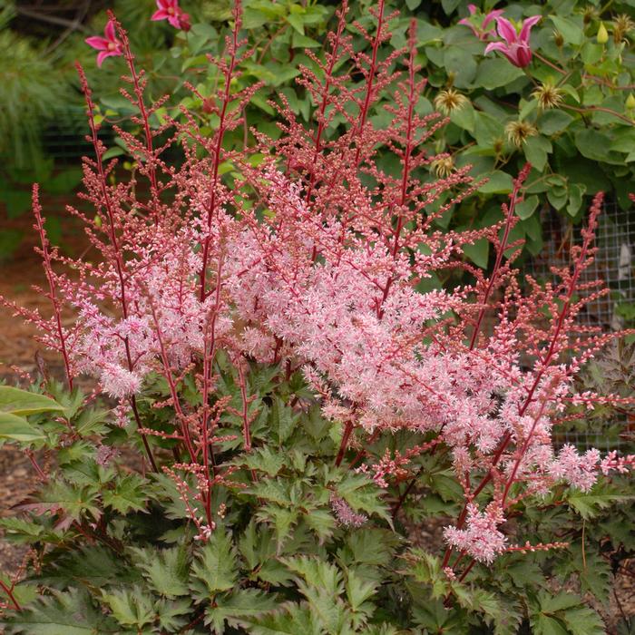 Astilbe x 'Delft Lace' (False Spirea),pink flowers