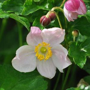 Anemone x hybrida 'September Charm' (Windflower) perennial