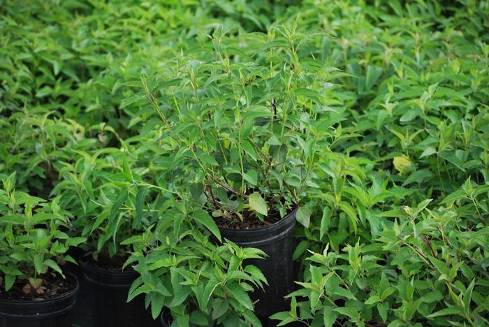 Wild bergamot (Monarda fistulosa)