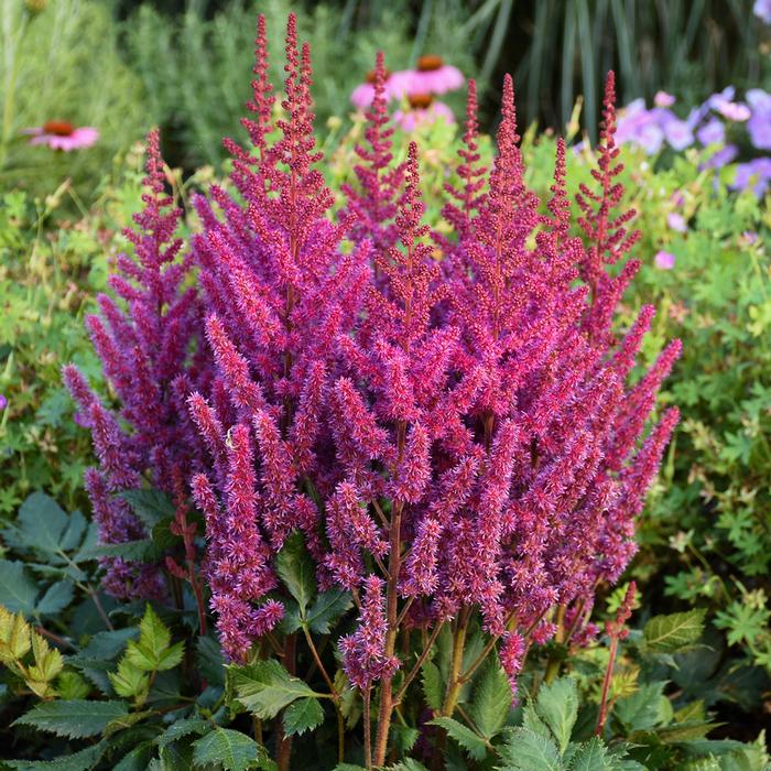 Astilbe chinensis 'Visions' (False Spirea) perennial, pink flowers