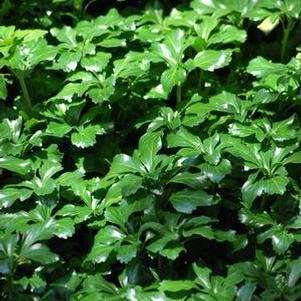 Pachysandra terminalis 'Green Sheen' (Japanese spurge)