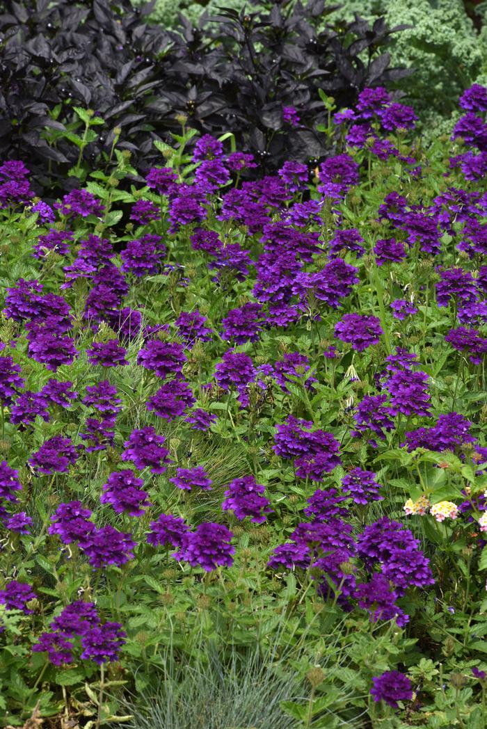 Verbena EnduraScape™ Purple (Vervain)