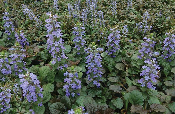 Ajuga reptans 'Bronze Beauty' (Bugle Weed) perennial