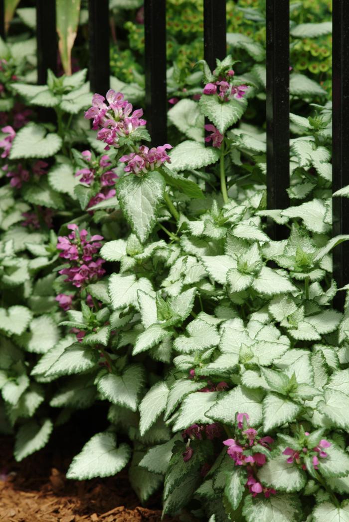 Lamium maculatum 'Beacon Silver' (Dead Nettle)