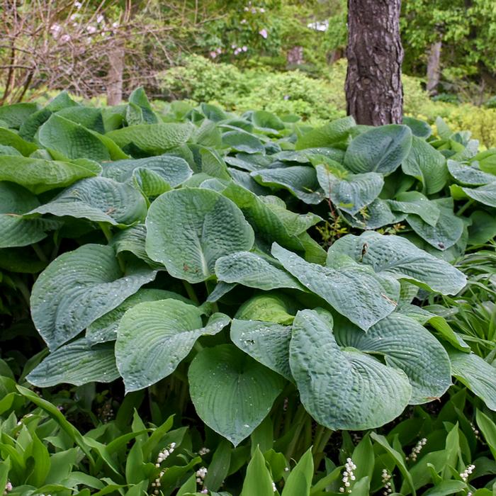 Hosta sieboldiana 'Elegans' (Plantain Lily)