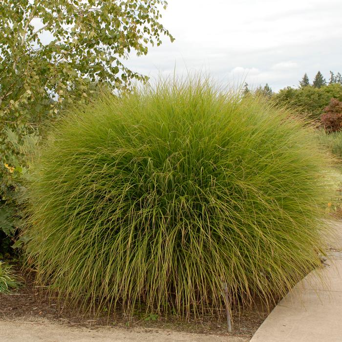 Maiden Grass (Miscanthus sinensis 'Gracillimus')