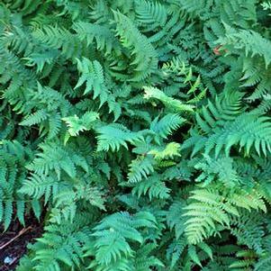 Evergreen Wood Fern (Dryopteris marginalis)