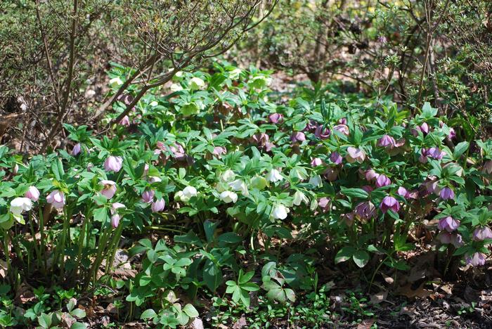 Helleborus orientalis (Lenten Rose)