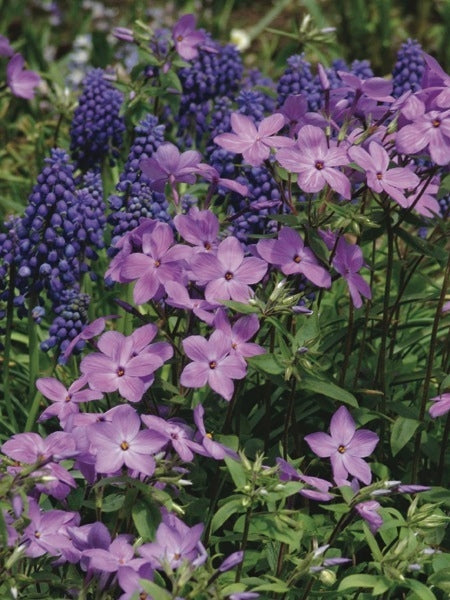 Phlox stolonifera 'Sherwood Purple' (Creeping Phlox)