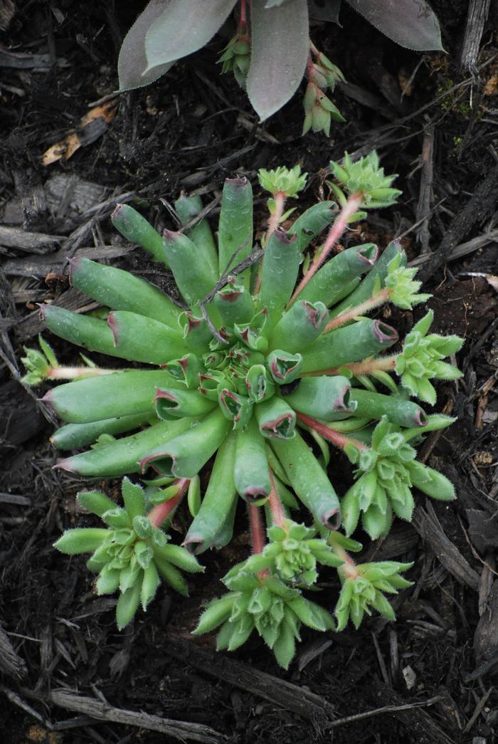 Sempervivum 'Killer' (Hens and Chicks)