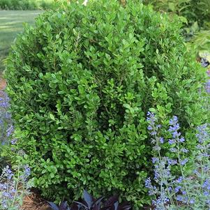 Buxus NewGen Freedom® (Boxwood)