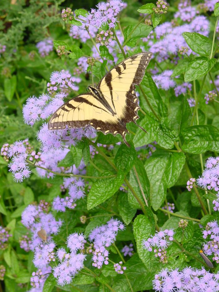 Hardy Ageratum (Eupatorium coelestinum)