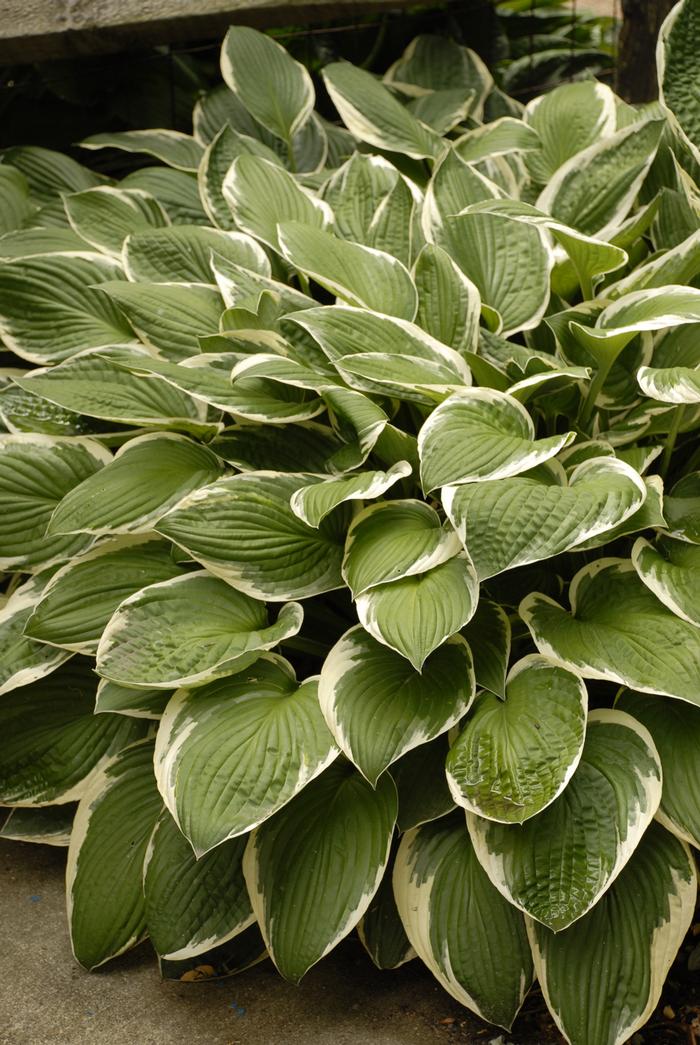 Hosta x 'Francee' (Plantain Lily)