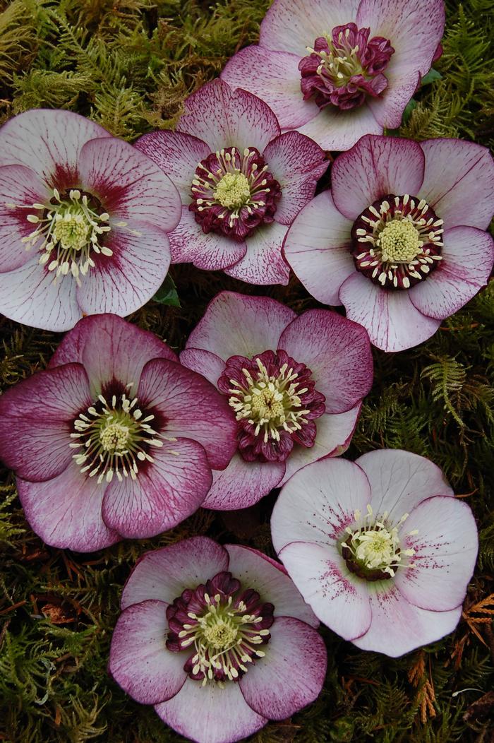 Helleborus x hybridus Winter Jewels® 'Cherry Blossom'