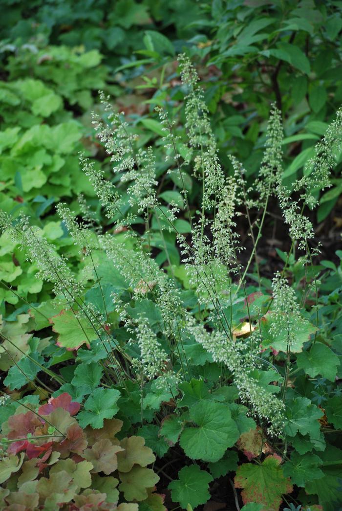 Heuchera villosa 'Autumn Bride' (Coral Bells)