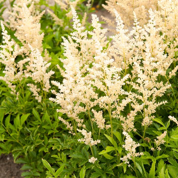 Astilbe arendsii 'Snowdrift' (False Spirea) perennial, white flowers