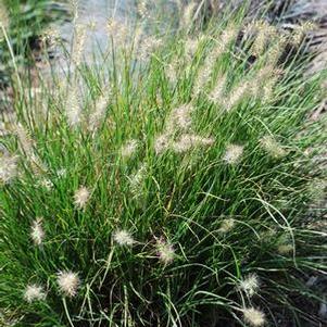 Pennisetum alopecuroides 'Little Bunny' (Fountain Grass)