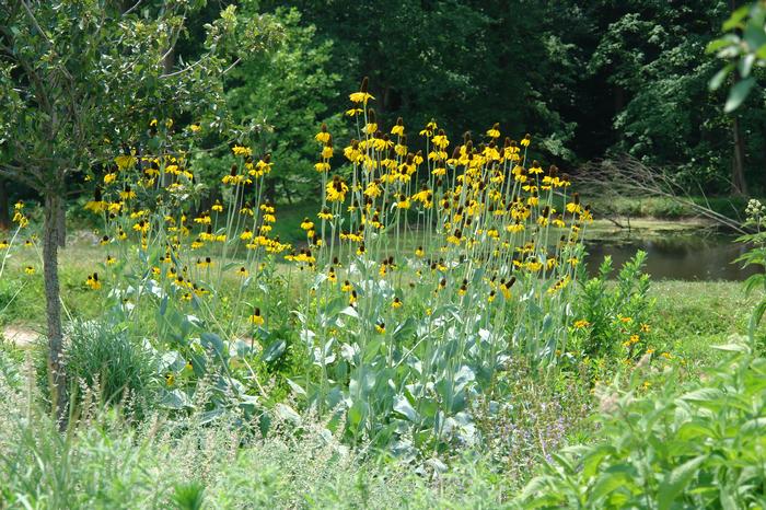 Rudbeckia maxima (Coneflower)