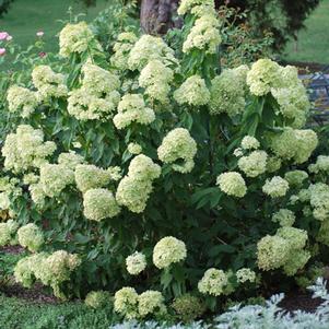 Hydrangea paniculata Little Lime® (Panicle Hydrangea)