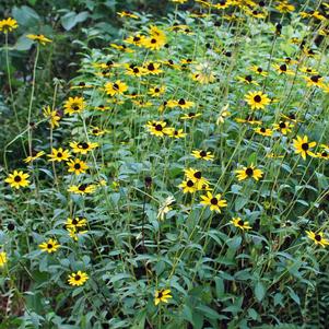 Rudbeckia fulgida var. fulgida (Black-Eyed Susan)