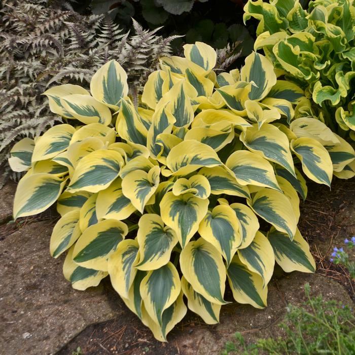 Hosta x Shadowland® 'Autumn Frost' (Plantain Lily)