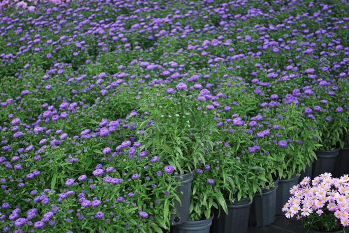 New York Aster (Aster Showmakers® 'Blue Bayou')