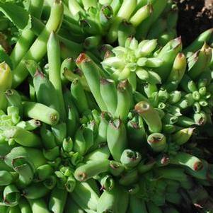 Sempervivum 'Killer' (Hens and Chicks)