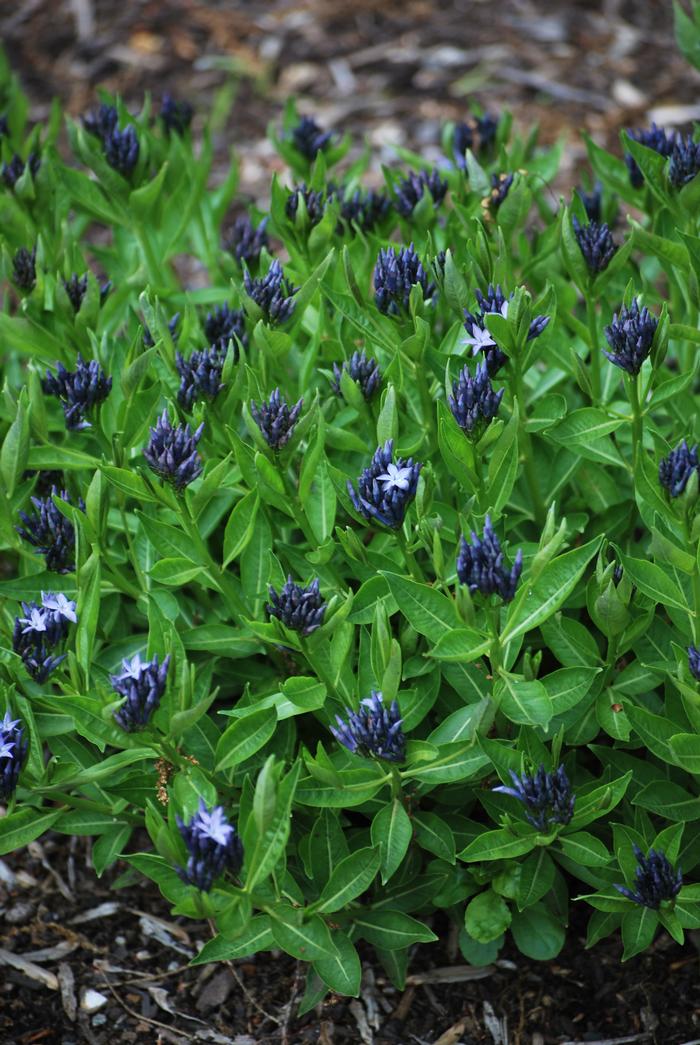 Amsonia x 'Blue Ice' (Bluestar) perennial