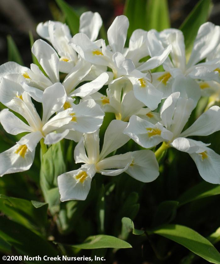 Iris cristata 'Tennessee White' (Dwarf Crested Iris)