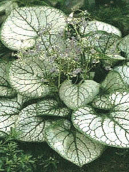 Variegated Dwarf Anchusa (Brunnera macrophylla 'Jack Frost')