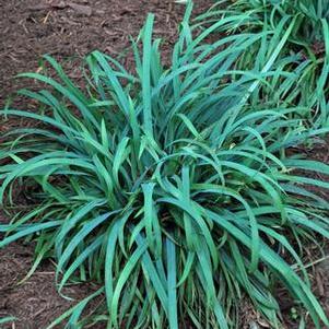 Bunny Blue Sedge (Carex laxiculmus Bunny Blue® 'Hobb')