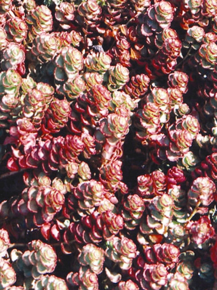 Sedum spurium 'Fuldaglut' (Stonecrop)