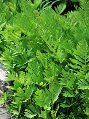 Sensitive Fern (Onoclea sensibilis)