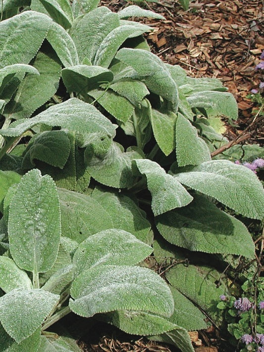 Stachys byzantina 'Helene von Stein' (Lamb's Ear)