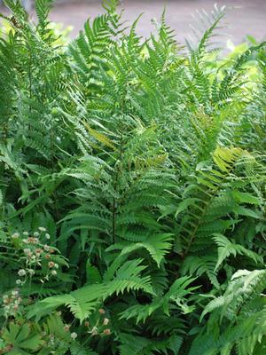 Dixie Wood Fern (Dryopteris x australis)