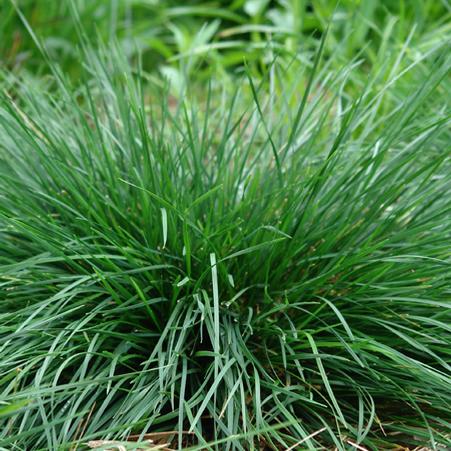 Golden Dew Tufted Hairgrass (Deschampsia cespitosa 'Goldtau')
