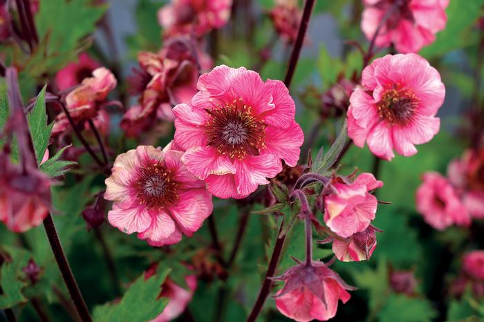 Geum Tempo ™Rose (Avens)