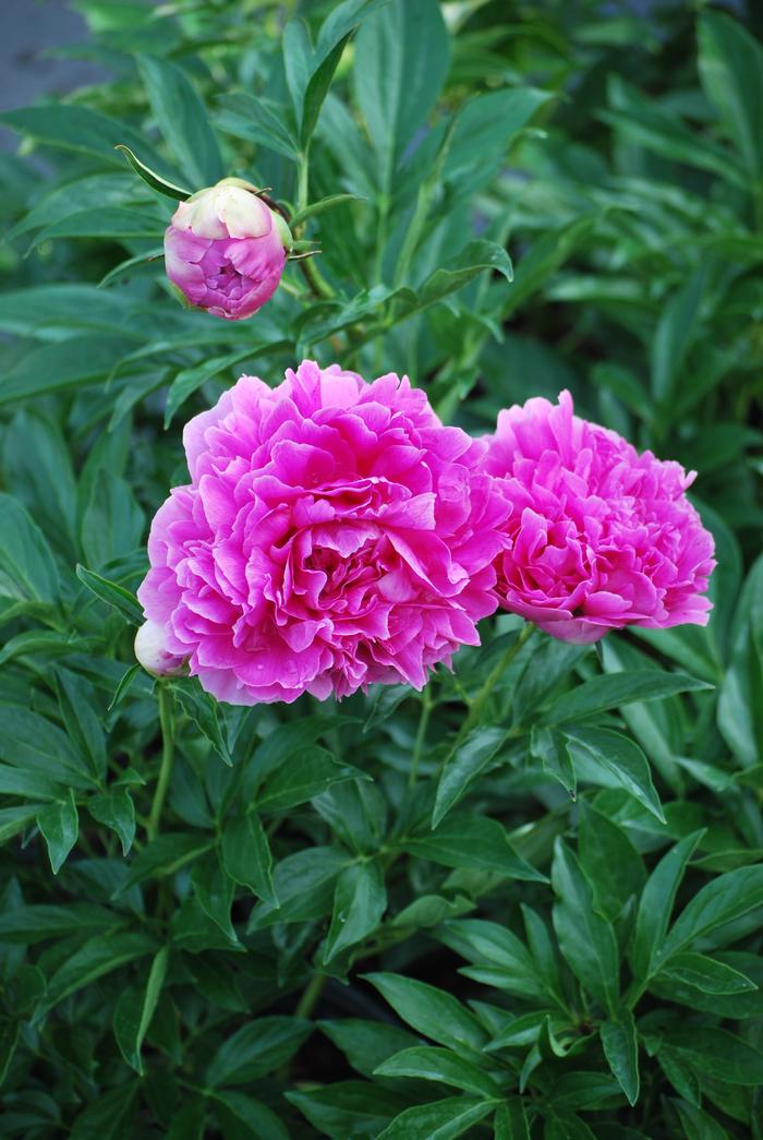 Paeonia lactiflora 'Felix Crousse' (Garden Peony)