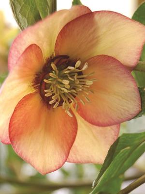 Helleborus x hybridus Winter Jewels® 'Apricot Blush'