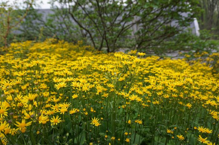 Golden Ragwort (Senecio aureus)