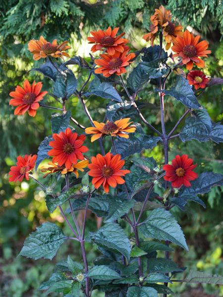 Heliopsis helianthoides var. scabra 'Bleeding Hearts' (False Sunflower/ Smooth Ox-eye)