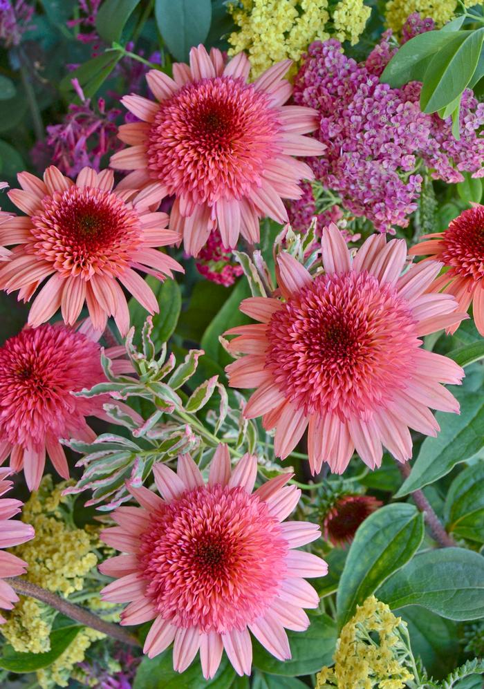 Echinacea x purpurea 'Raspberry Truffle' (Coneflower), pink flowers