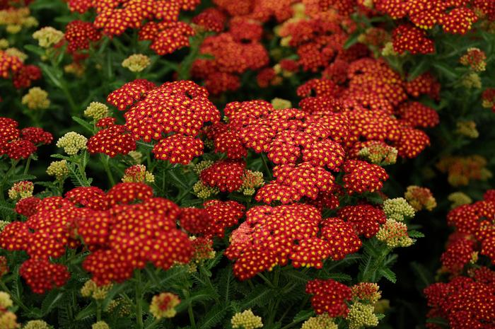 Achillea millefolium 'Strawberry Seduction' (Yarrow) perennial